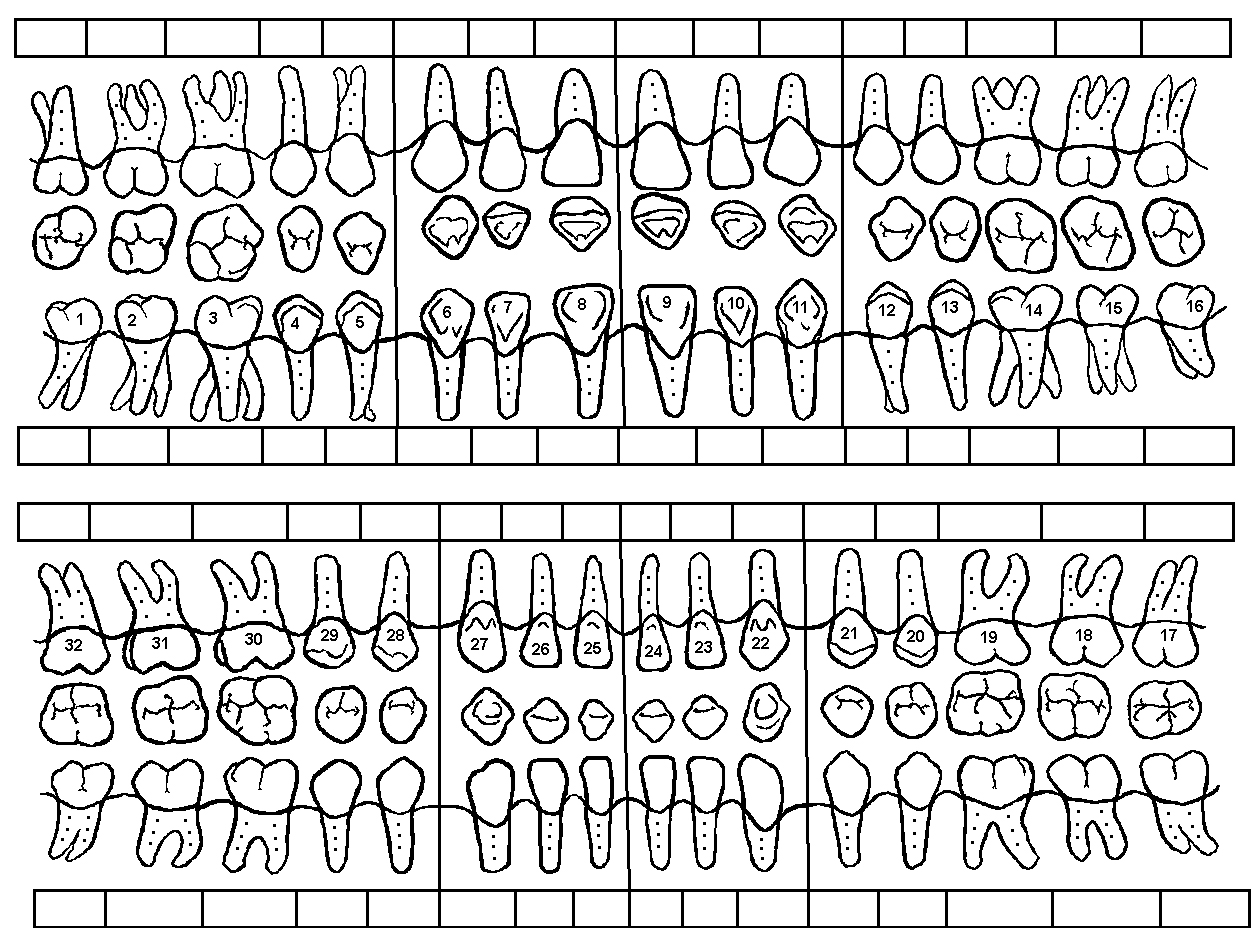 Dental Tooth Chart Printable